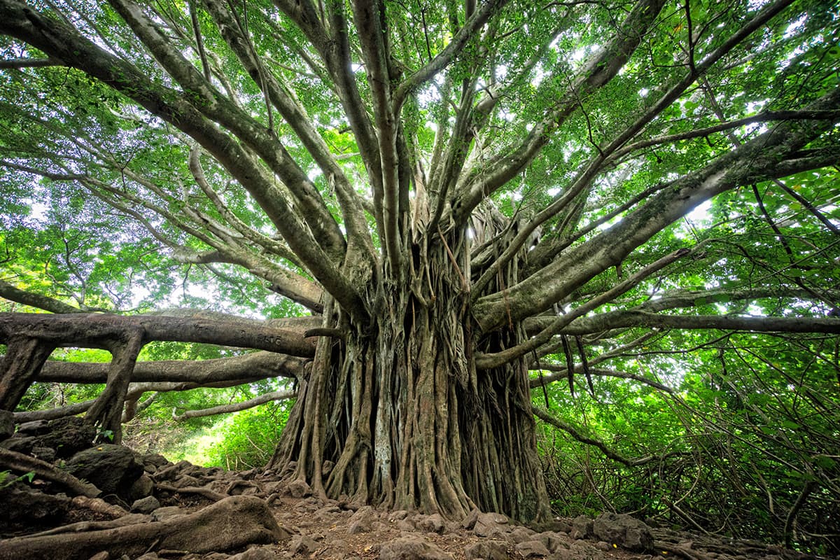多くの人脈を形成する。